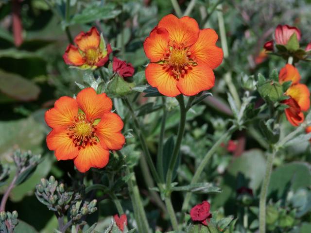 Mochna tmavočervená (Potentilla atrosanguinea Raf.)