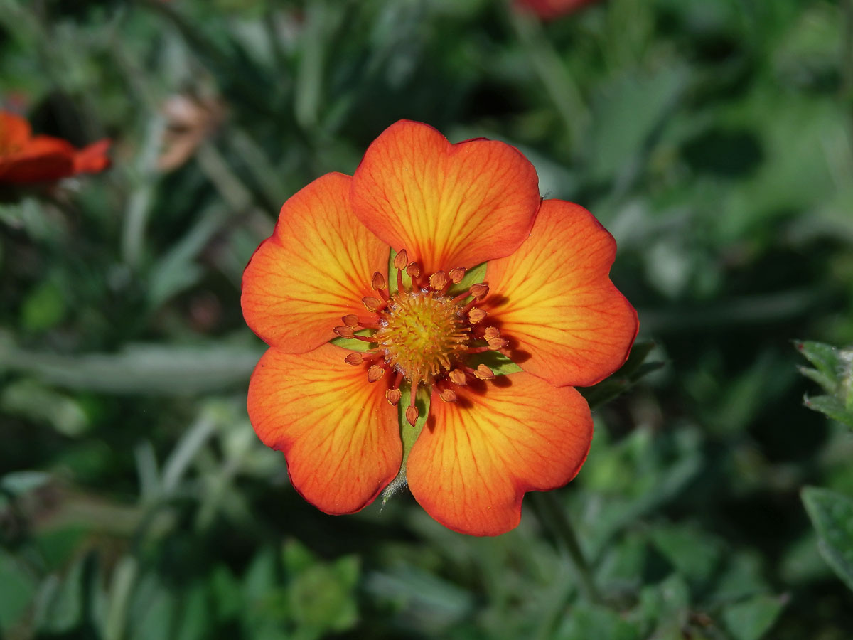 Mochna tmavočervená (Potentilla atrosanguinea Raf.)