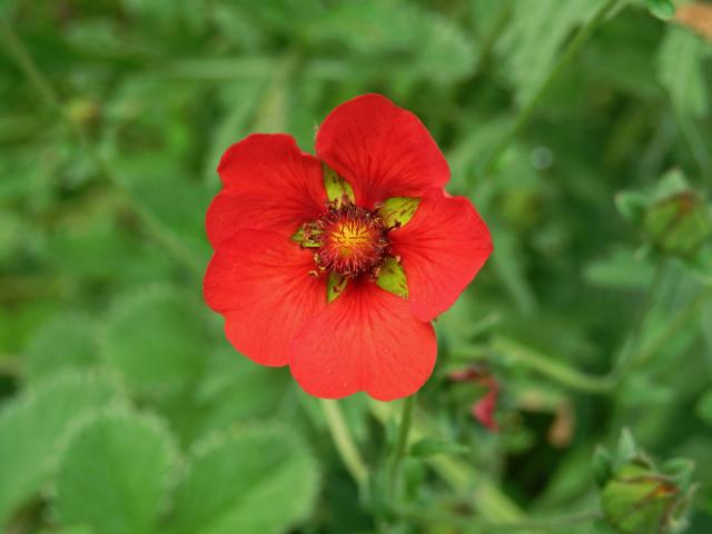 Mochna tmavočervená (Potentilla atrosanguinea Raf.)