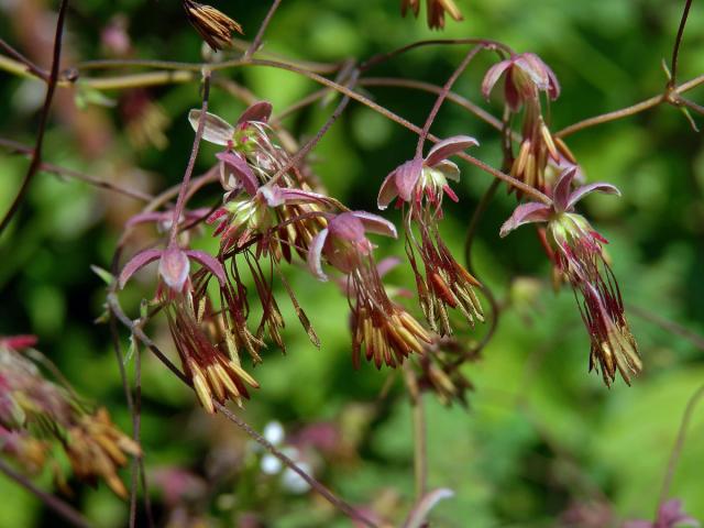 Žluťucha smrdutá (Thalictrum foetidum L.)