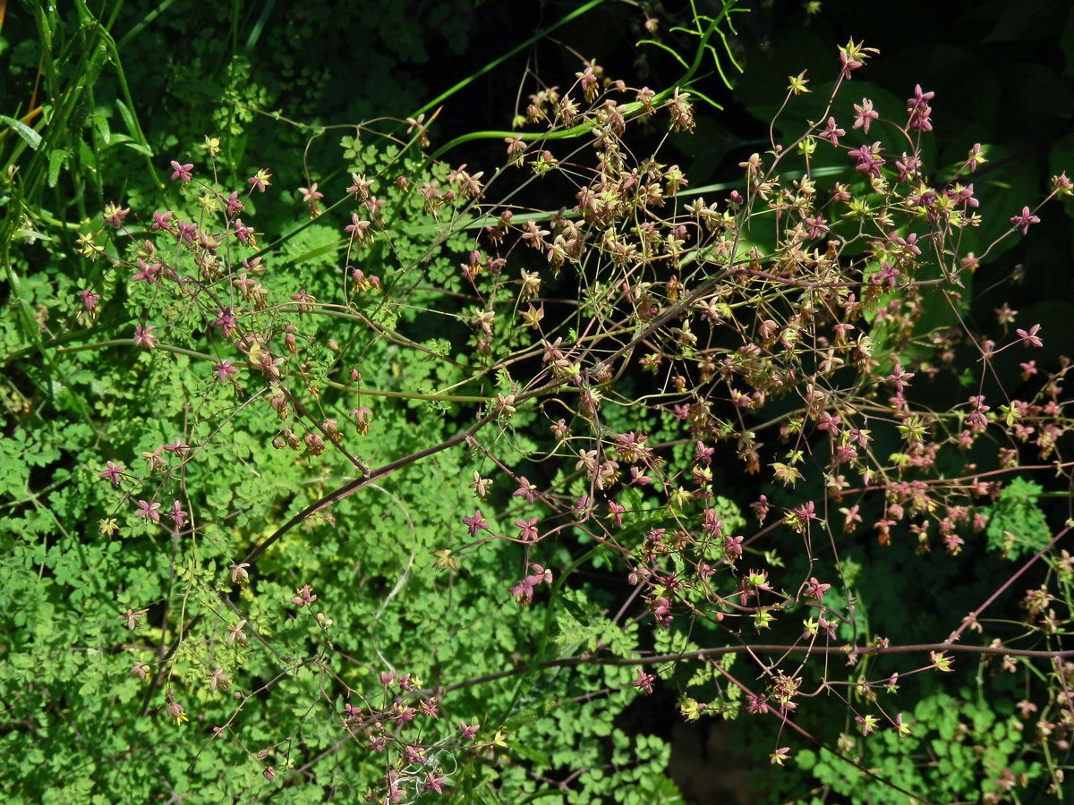 Žluťucha smrdutá (Thalictrum foetidum L.)