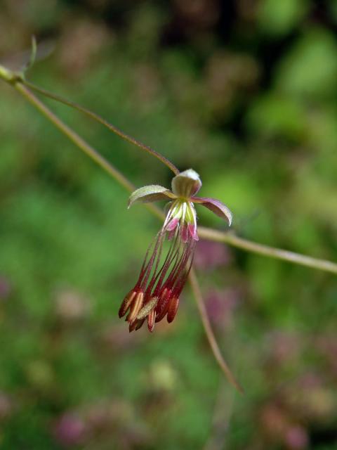 Žluťucha smrdutá (Thalictrum foetidum L.)