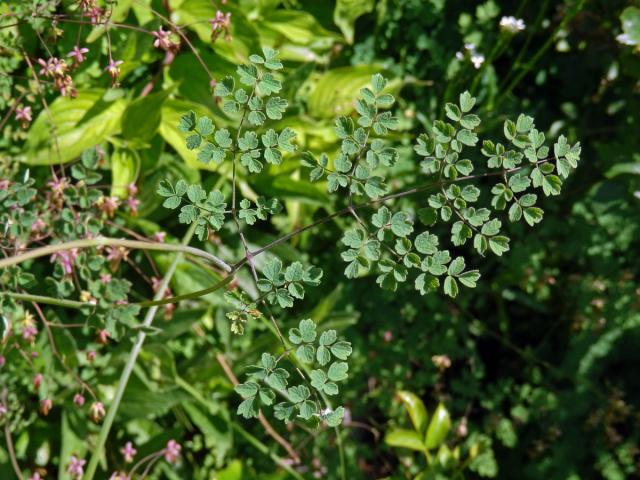 Žluťucha smrdutá (Thalictrum foetidum L.)