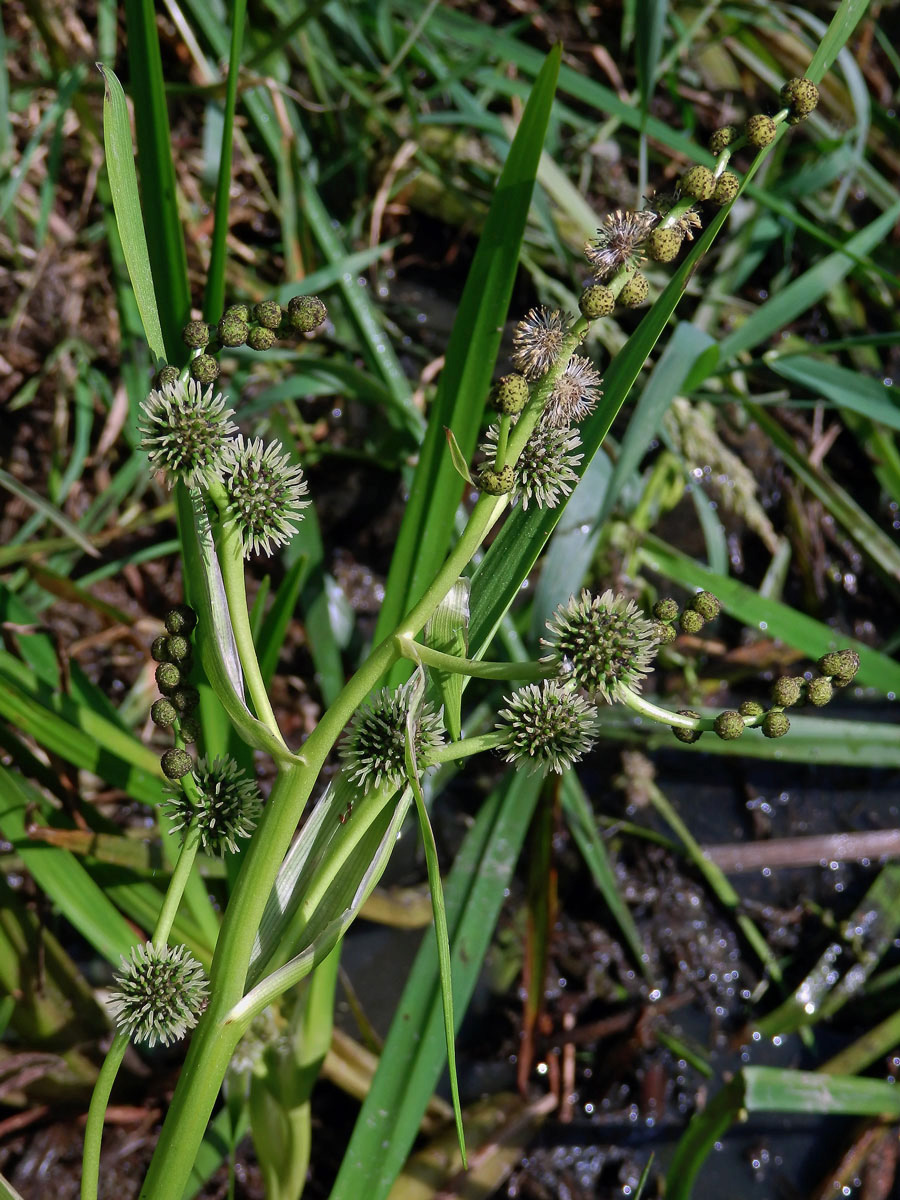 Zevar vzpřímený (Sparganium erectum L.)