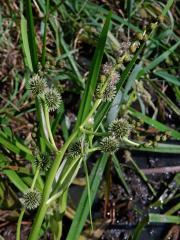 Zevar vzpřímený (Sparganium erectum L.)