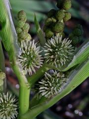 Zevar vzpřímený (Sparganium erectum L.)