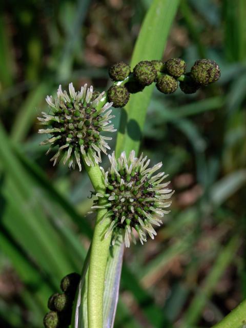 Zevar vzpřímený (Sparganium erectum L.)