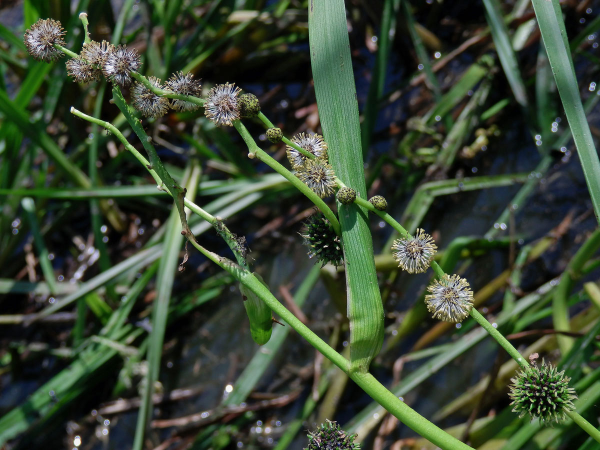 Zevar vzpřímený (Sparganium erectum L.)