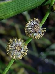 Zevar vzpřímený (Sparganium erectum L.)