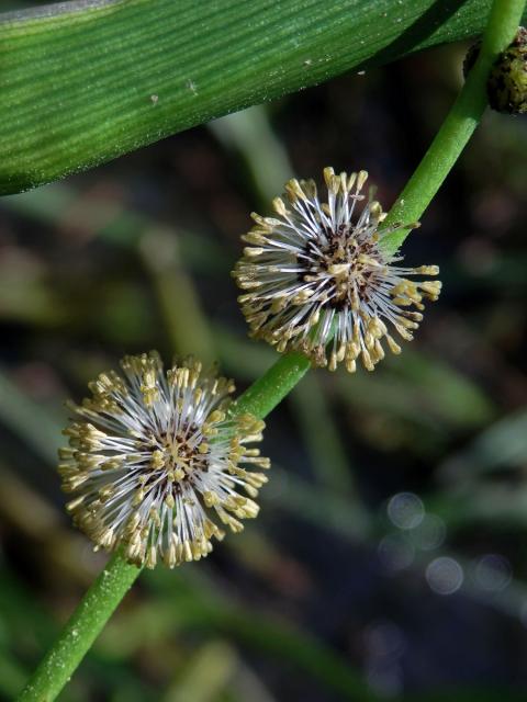 Zevar vzpřímený (Sparganium erectum L.)