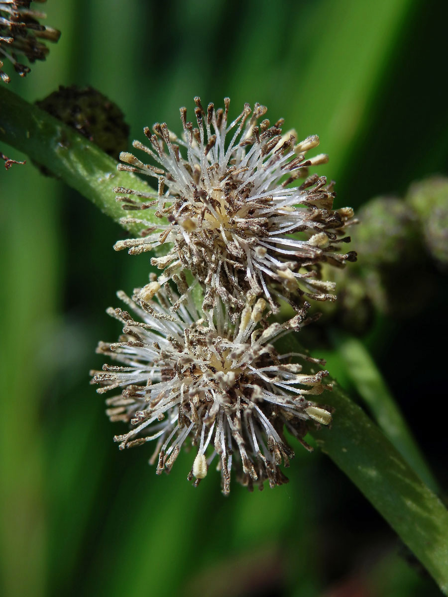 Zevar vzpřímený (Sparganium erectum L.)