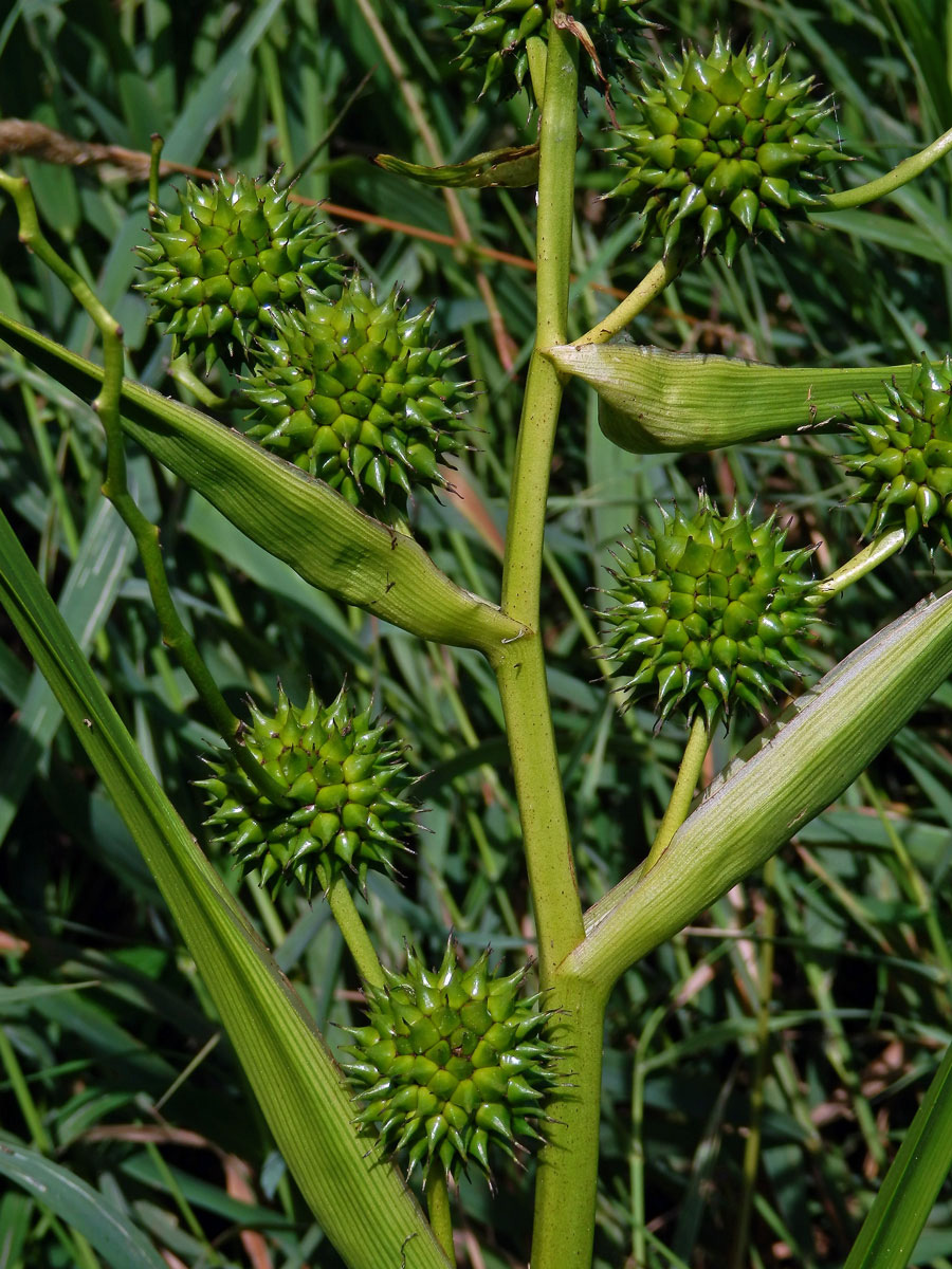 Zevar vzpřímený (Sparganium erectum L.)