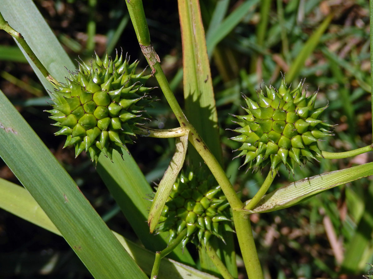 Zevar vzpřímený (Sparganium erectum L.)