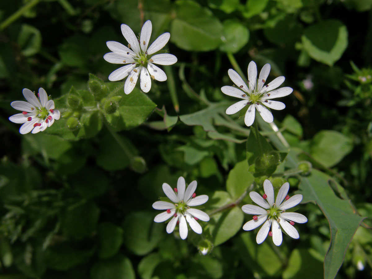 Ptačinec (Stellaria cupaniana (Jord. & Fourr.) Beguinot)