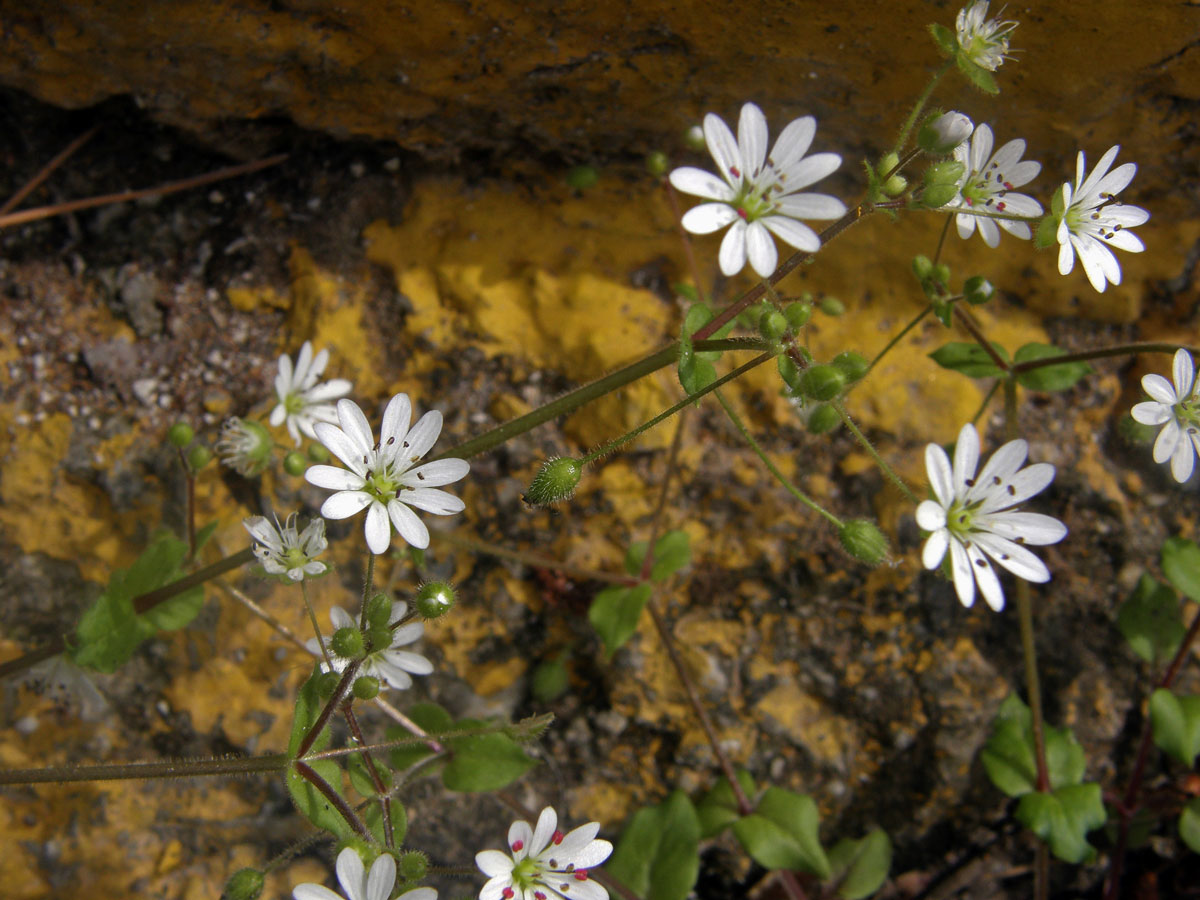 Ptačinec (Stellaria cupaniana (Jord. & Fourr.) Beguinot)