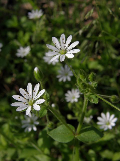 Ptačinec (Stellaria cupaniana (Jord. & Fourr.) Beguinot)