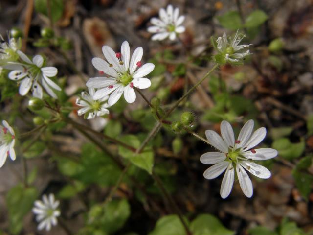 Ptačinec (Stellaria cupaniana (Jord. & Fourr.) Beguinot)