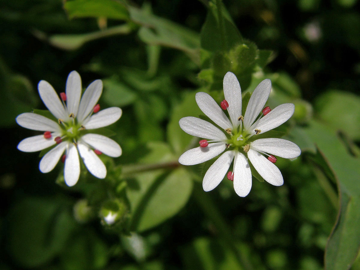 Ptačinec (Stellaria cupaniana (Jord. & Fourr.) Beguinot)