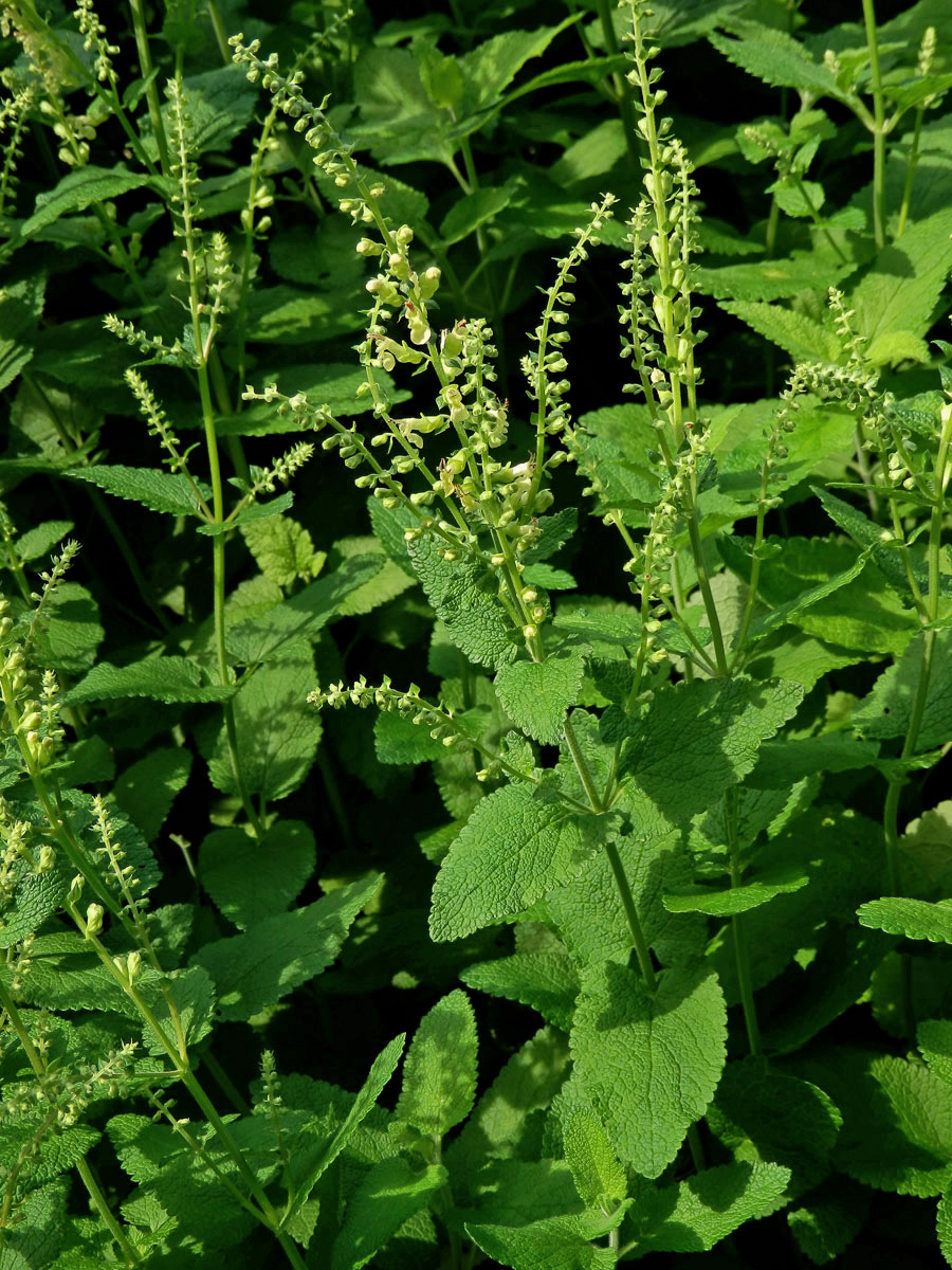 Ožanka čpavá (Teucrium scordium L.)