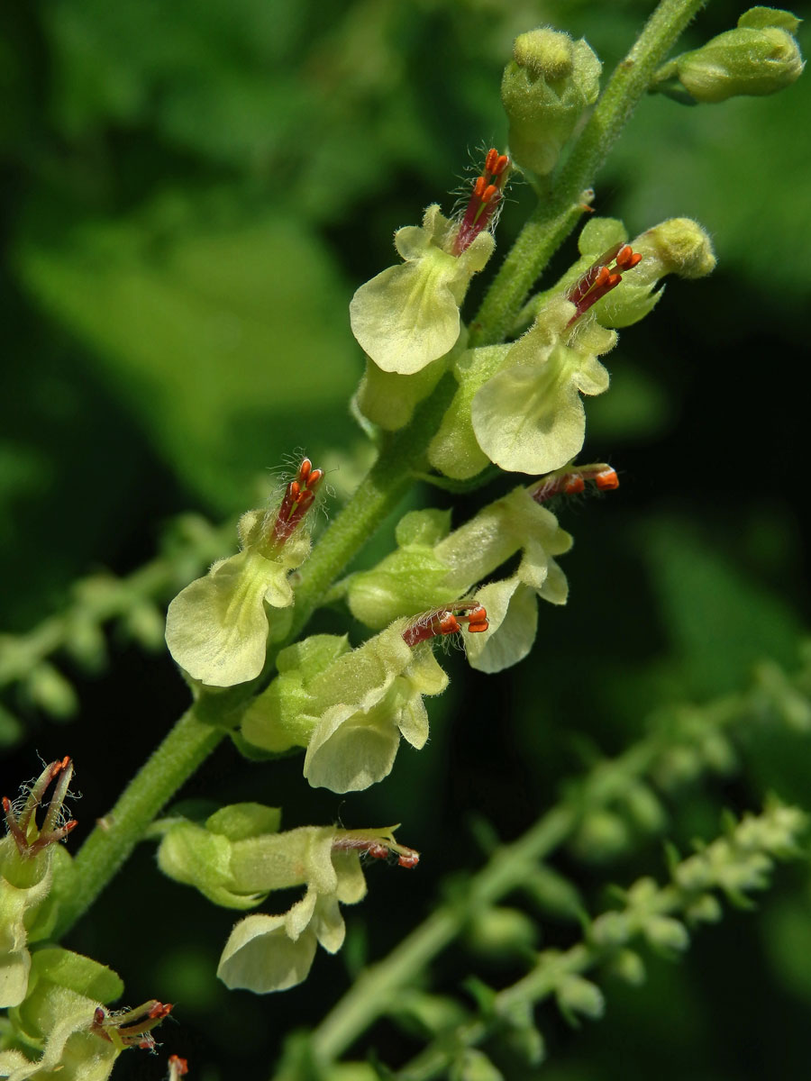 Ožanka čpavá (Teucrium scordium L.)