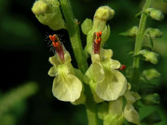 Ožanka čpavá (Teucrium scordium L.)