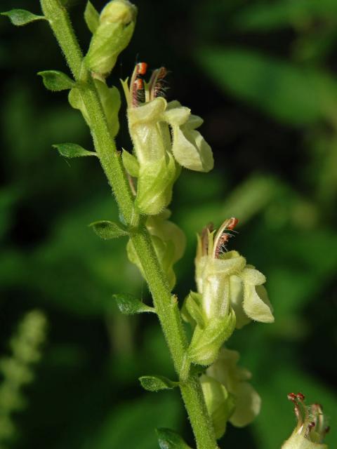 Ožanka čpavá (Teucrium scordium L.)