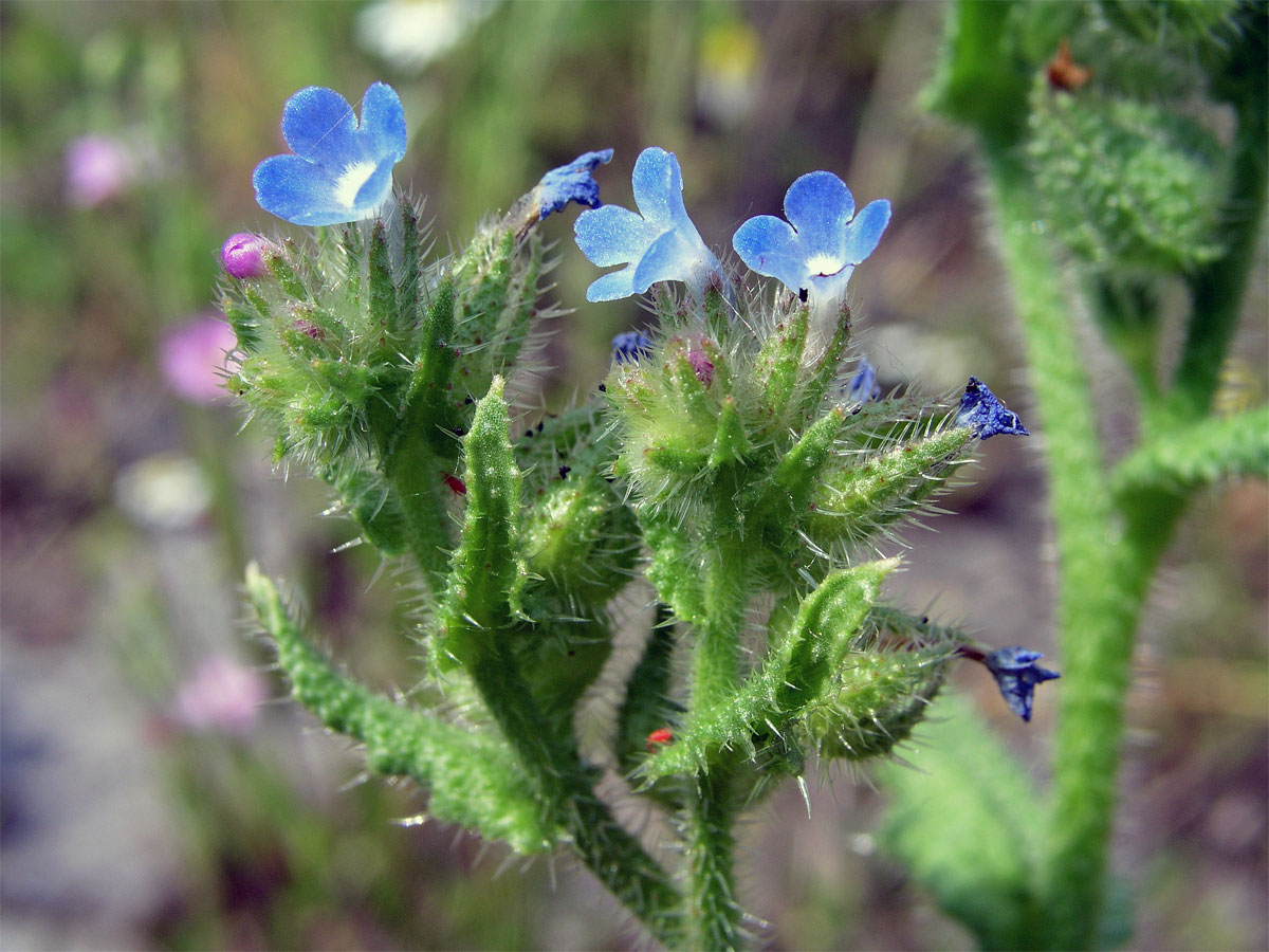 Prlina rolní (Lycopsis arvensis L.)