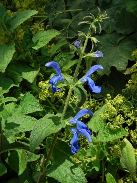 Šalvěj otevřená (Salvia patens Cav.)