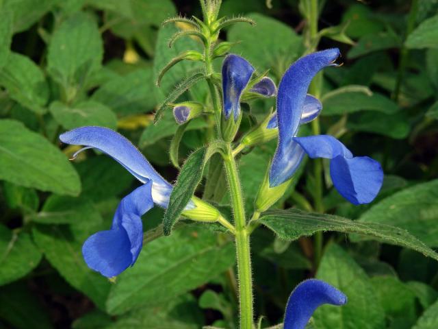 Šalvěj otevřená (Salvia patens Cav.)