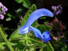 Šalvěj otevřená (Salvia patens Cav.)