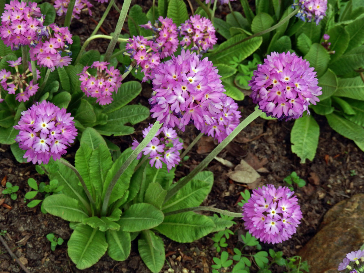 Prvosenka (Primula denticulata Sm.)