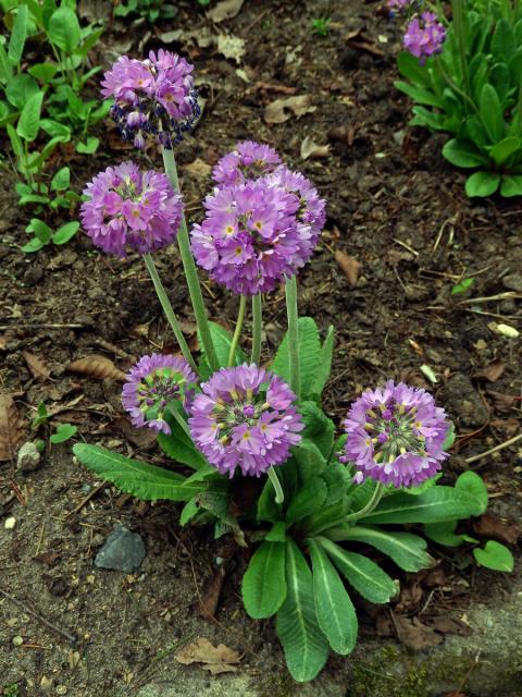 Prvosenka (Primula denticulata Sm.)