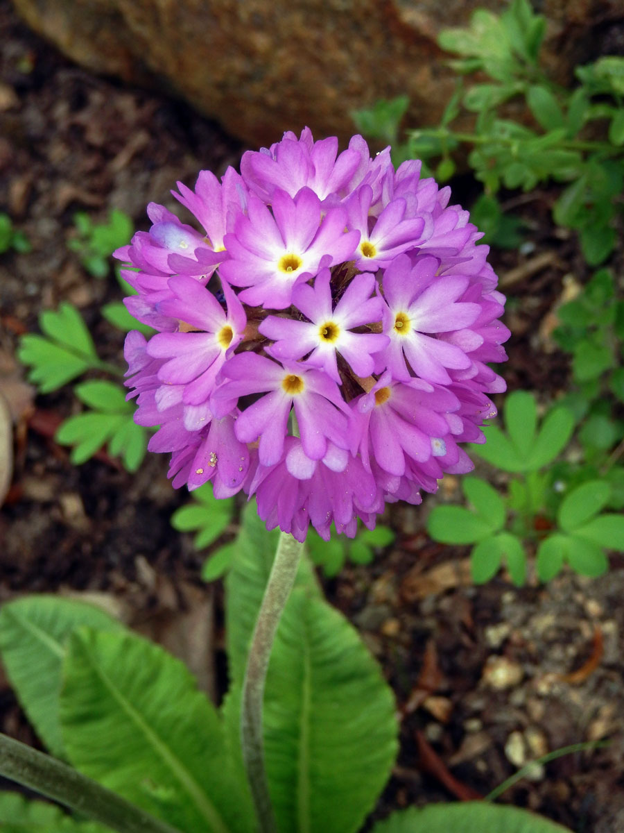 Prvosenka (Primula denticulata Sm.)