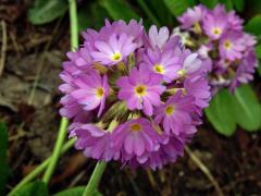 Prvosenka (Primula denticulata Sm.)
