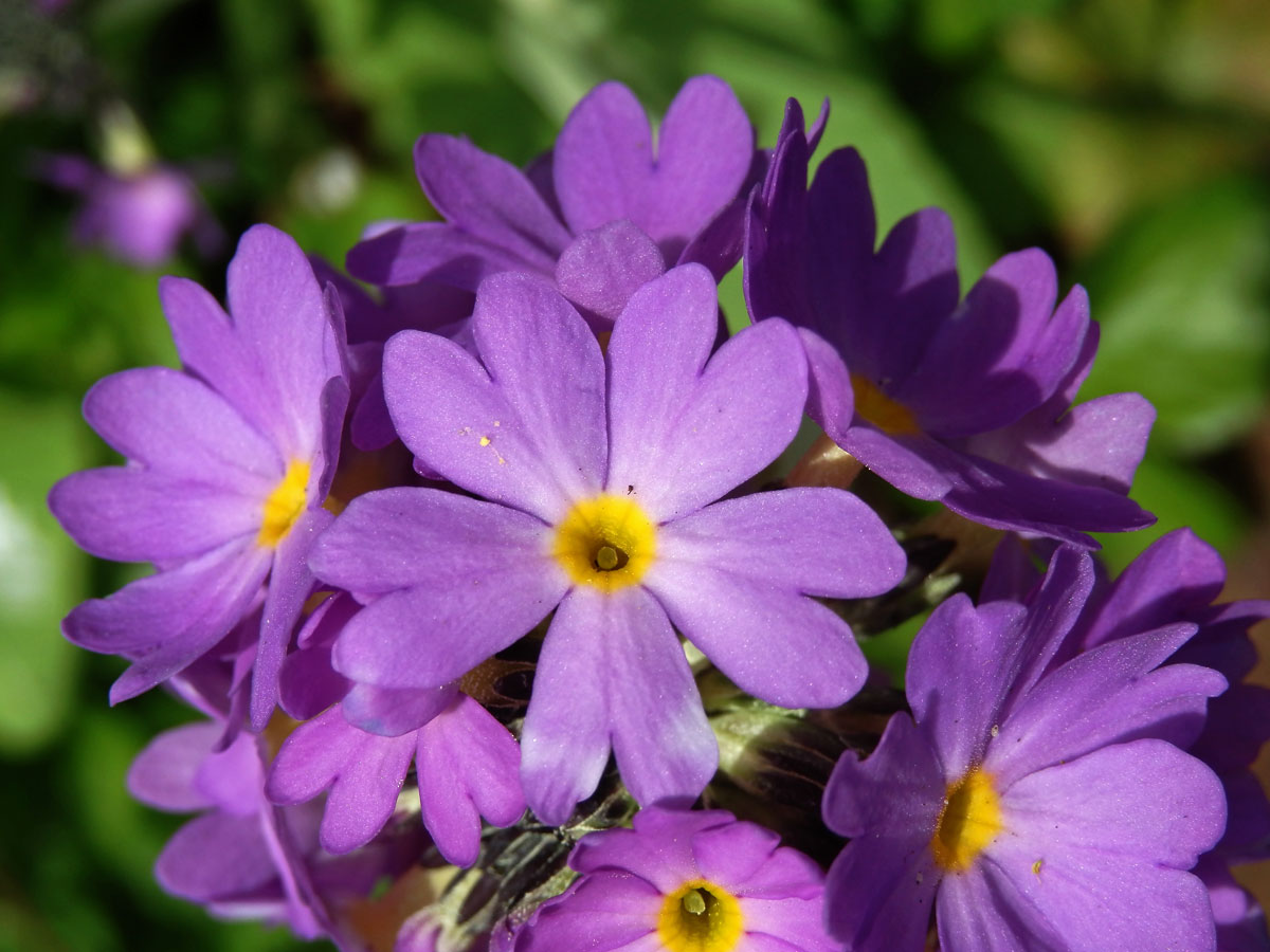 Prvosenka (Primula denticulata Sm.)