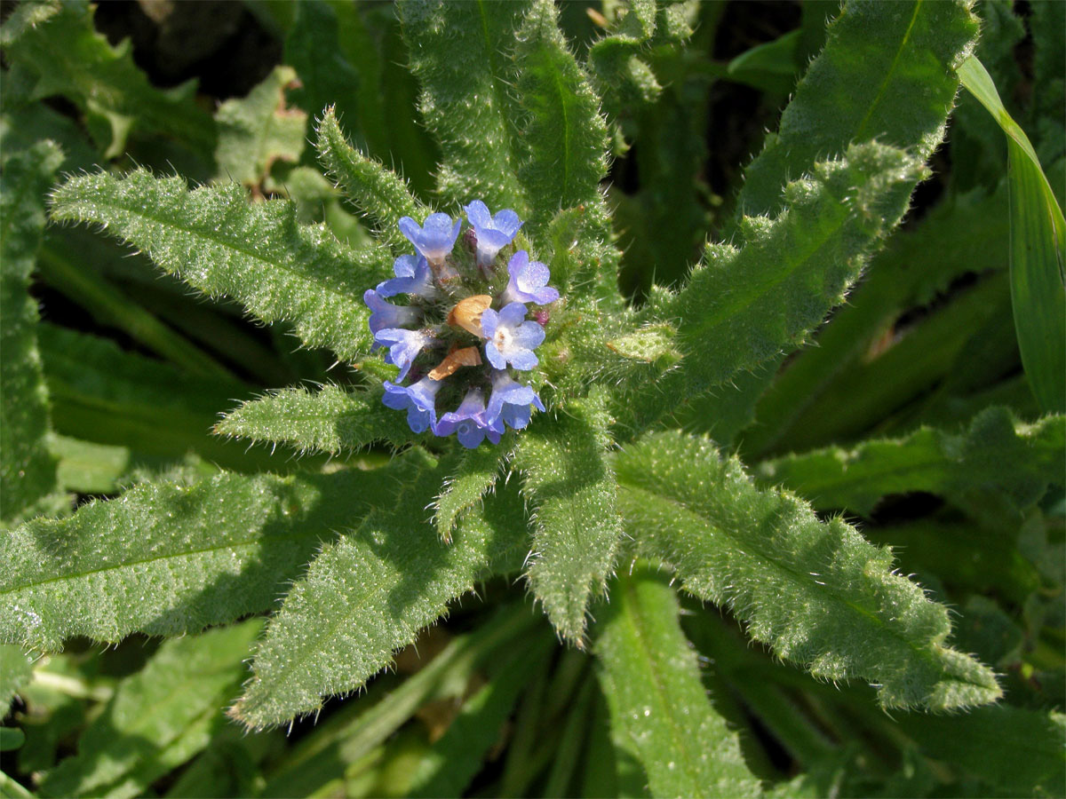 Prlina rolní (Lycopsis arvensis L.)