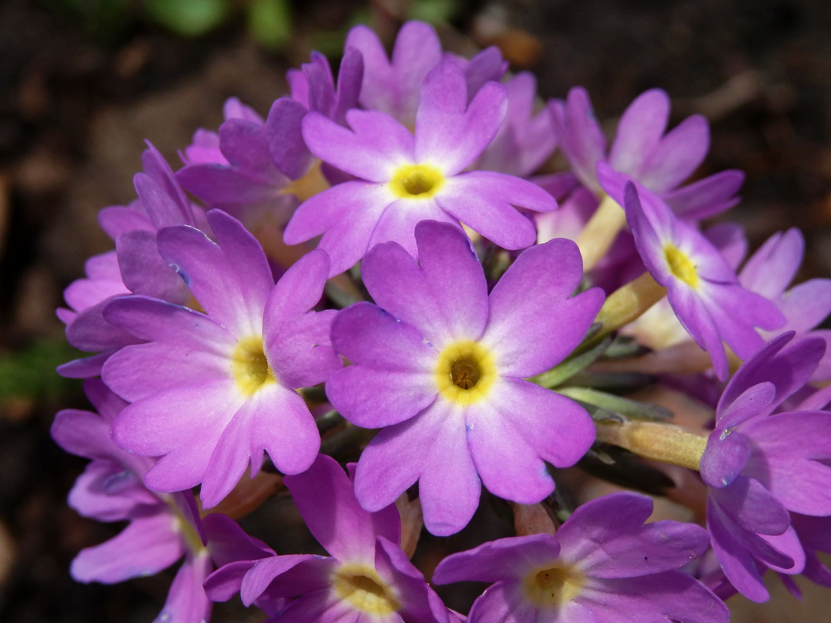 Prvosenka (Primula denticulata Sm.)