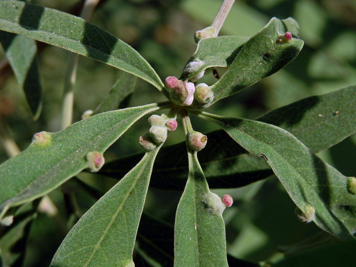 Hálky na drmku obecném (Vitex agnus-castus L.), vlnovník Messalongův (Aceria massalongoi)