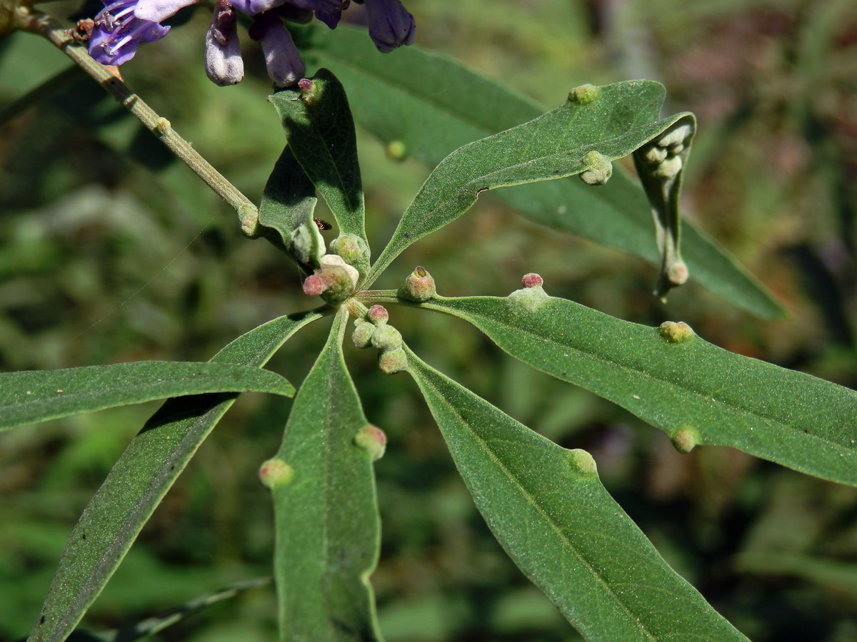 Hálky na drmku obecném (Vitex agnus-castus L.), vlnovník Messalongův (Aceria massalongoi)