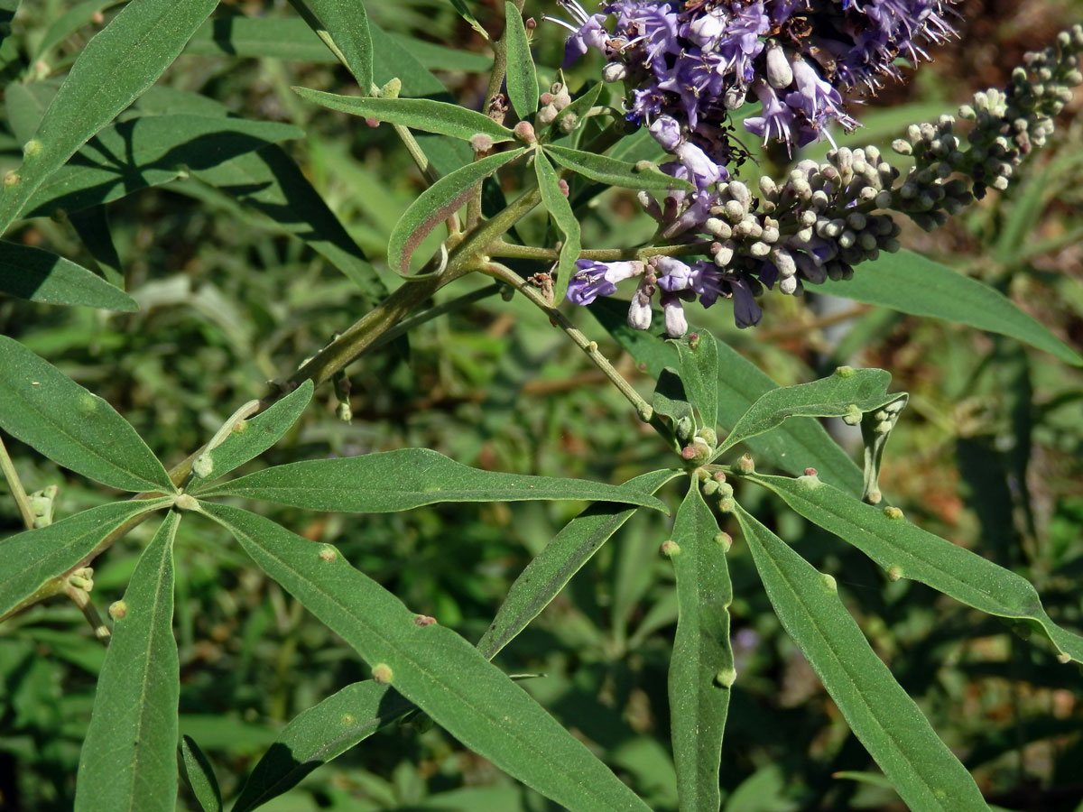 Hálky na drmku obecném (Vitex agnus-castus L.), vlnovník Messalongův (Aceria massalongoi)