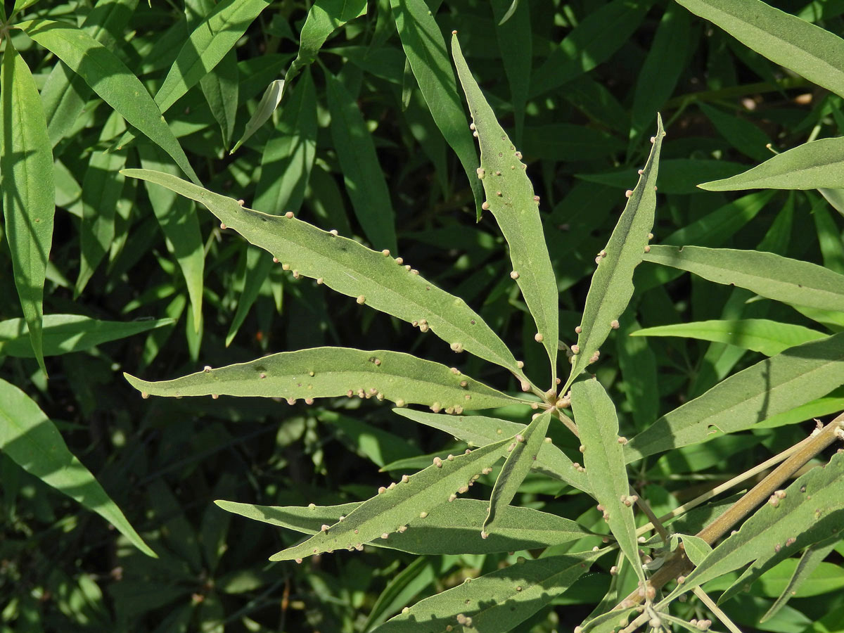 Hálky na drmku obecném (Vitex agnus-castus L.), vlnovník Messalongův (Aceria massalongoi)