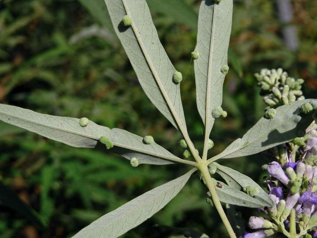 Hálky na drmku obecném (Vitex agnus-castus L.), vlnovník Messalongův (Aceria massalongoi)