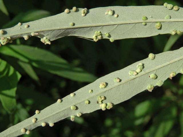 Hálky na drmku obecném (Vitex agnus-castus L.), vlnovník Messalongův (Aceria massalongoi)