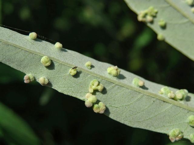 Hálky na drmku obecném (Vitex agnus-castus L.), vlnovník Messalongův (Aceria massalongoi)