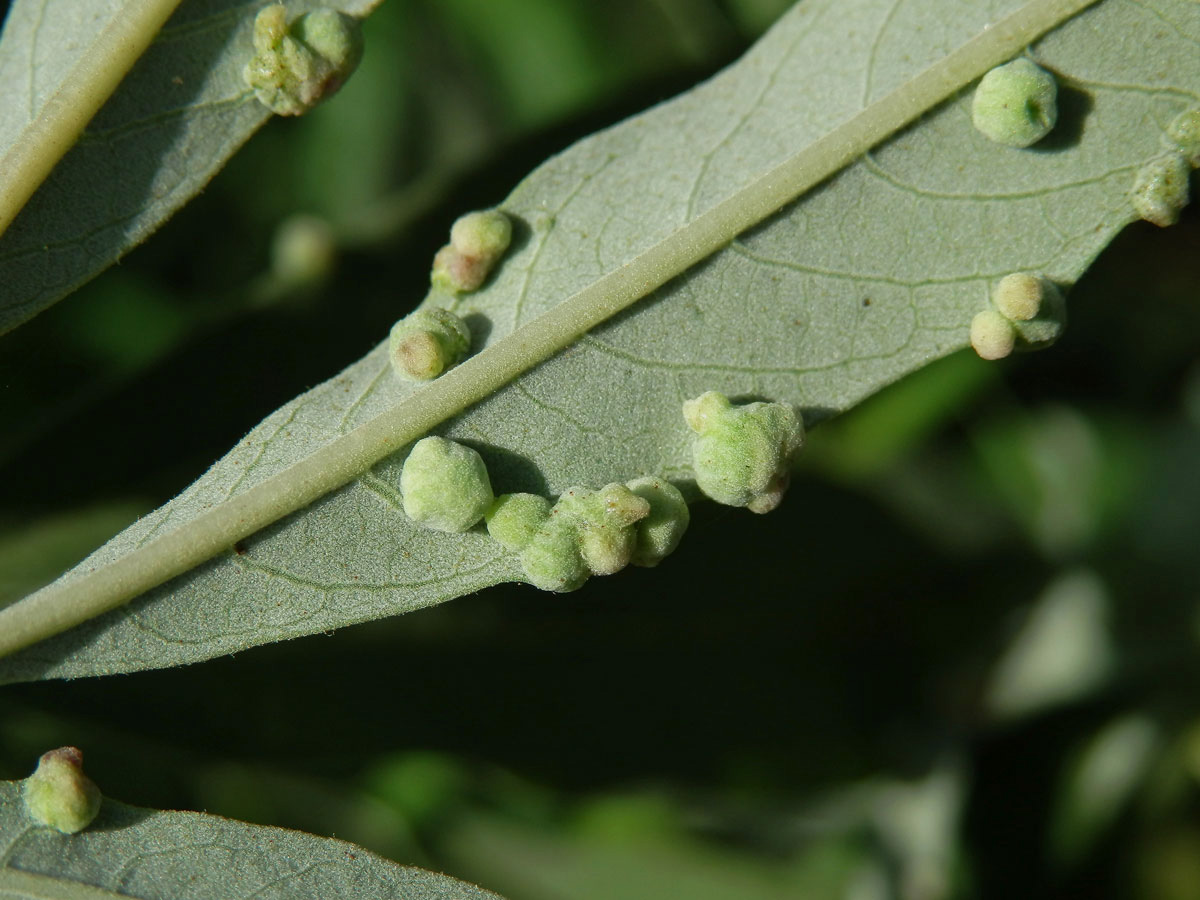 Hálky na drmku obecném (Vitex agnus-castus L.), vlnovník Messalongův (Aceria massalongoi)