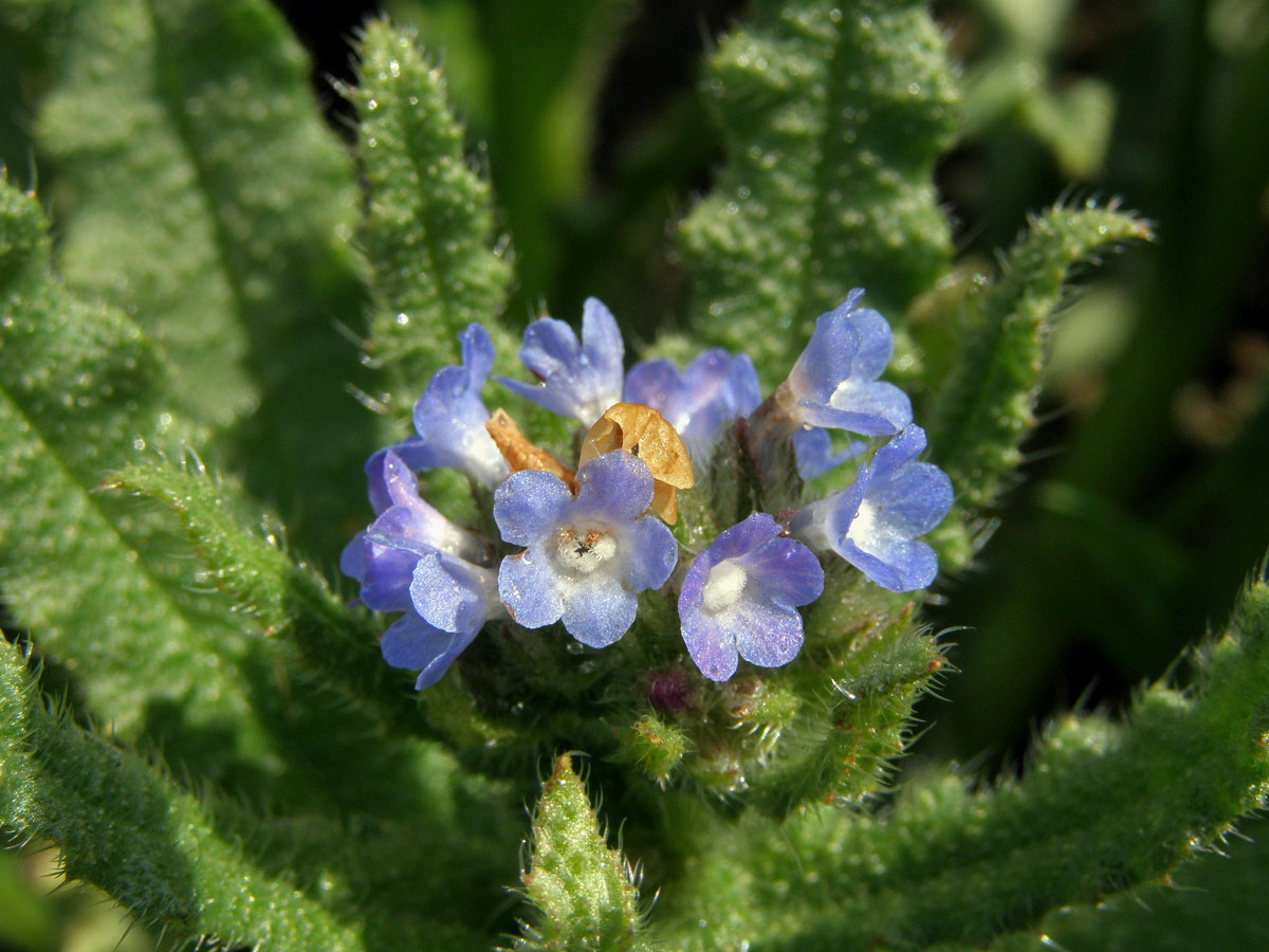 Prlina rolní (Lycopsis arvensis L.)