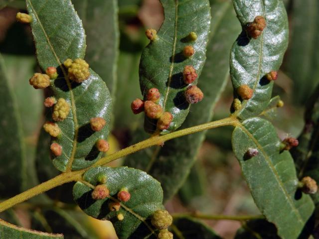 Hálky vlnovníka Aceria brachytarsus na ořešáku (Juglans californica S. Wats.)