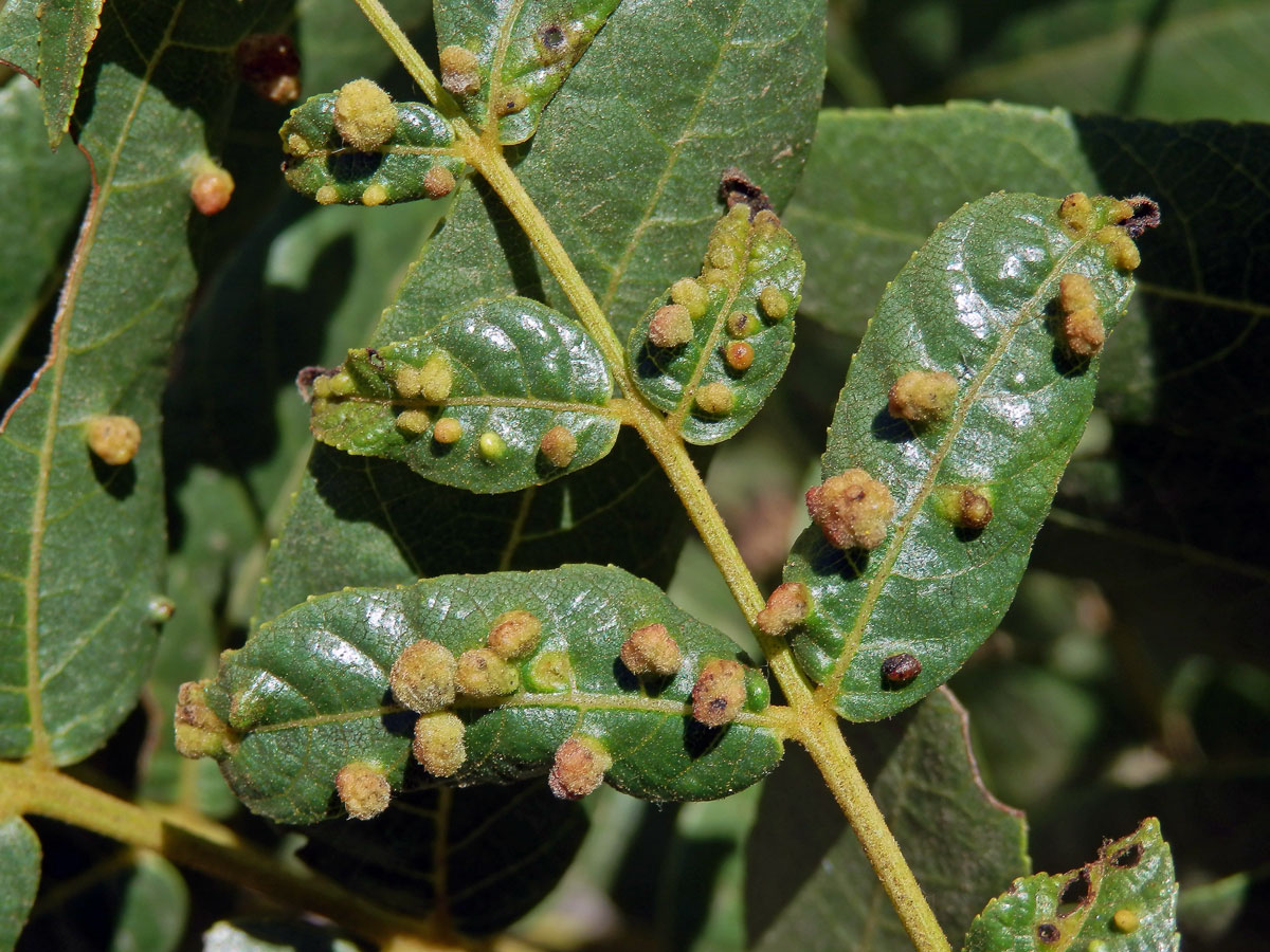 Hálky vlnovníka Aceria brachytarsus na ořešáku (Juglans californica S. Wats.)