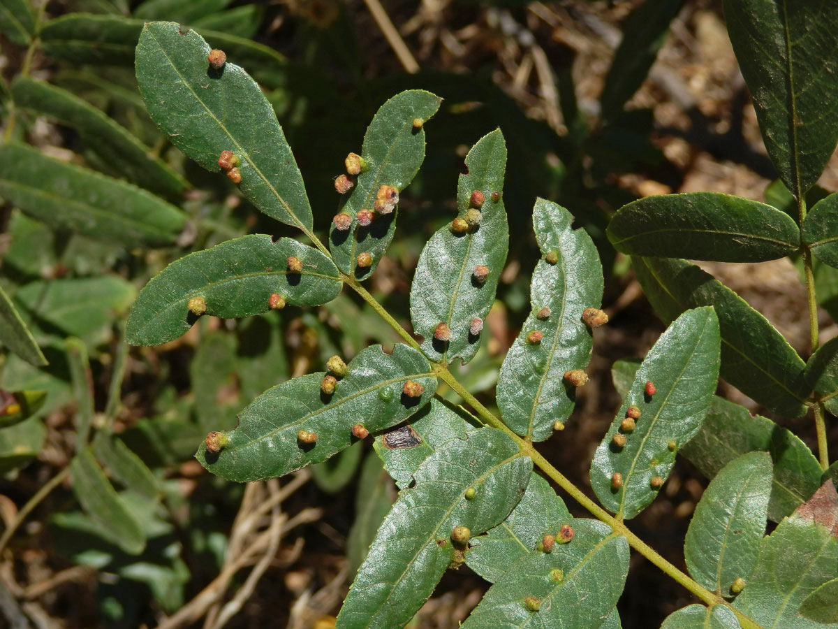 Hálky vlnovníka Aceria brachytarsus na ořešáku (Juglans californica S. Wats.)