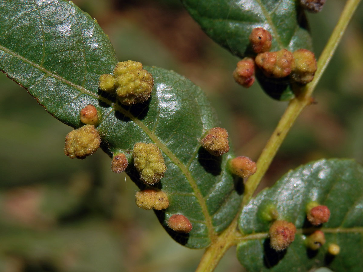 Hálky vlnovníka Aceria brachytarsus na ořešáku (Juglans californica S. Wats.)